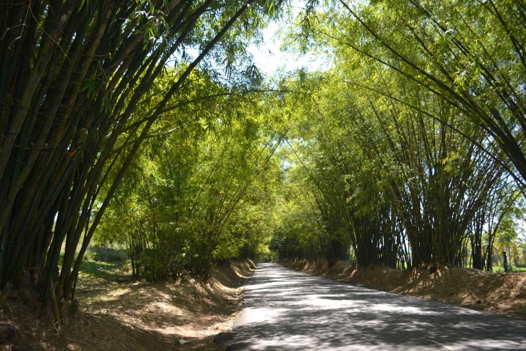 Bamboo Avenue (Holland Bamboo)
